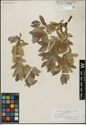 Foto von Salix glauca L.